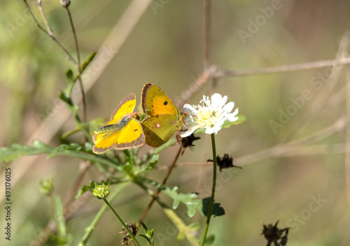 Mariposa Colias croceus photo