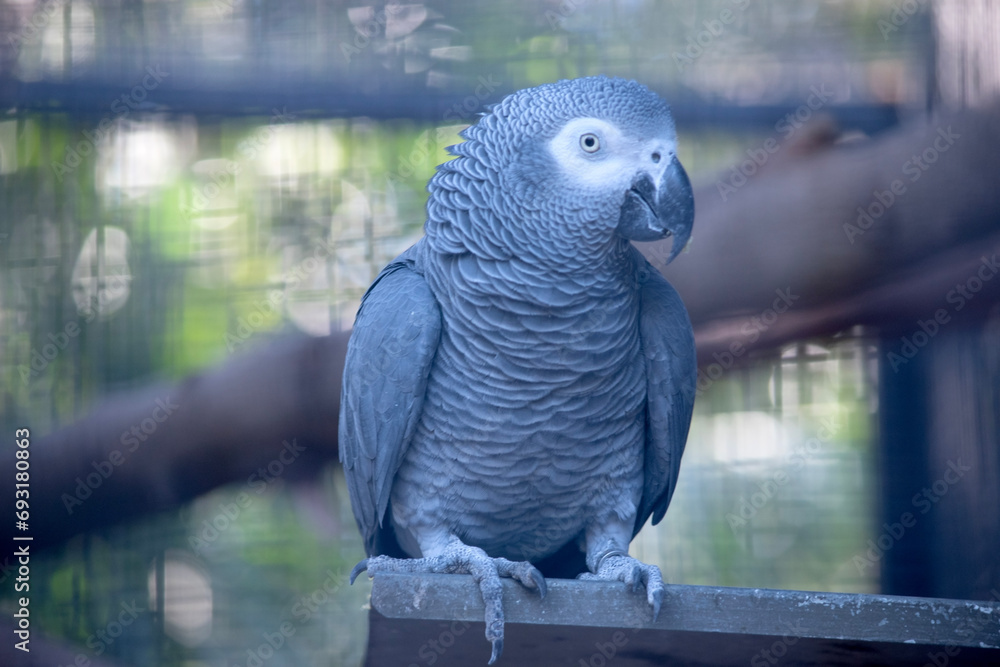 Obraz premium the african grey parrot is all grey with white eye surrounds and red tail