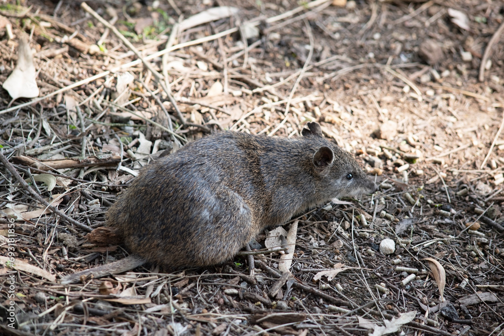 Bandicoots are about the size of a rabbit, and have a pointy snout, humped back, thin tail and large hind feet Bandicoots are about the size of a rabbit, and have a pointy snout, humped back, thin tail and large hind feet