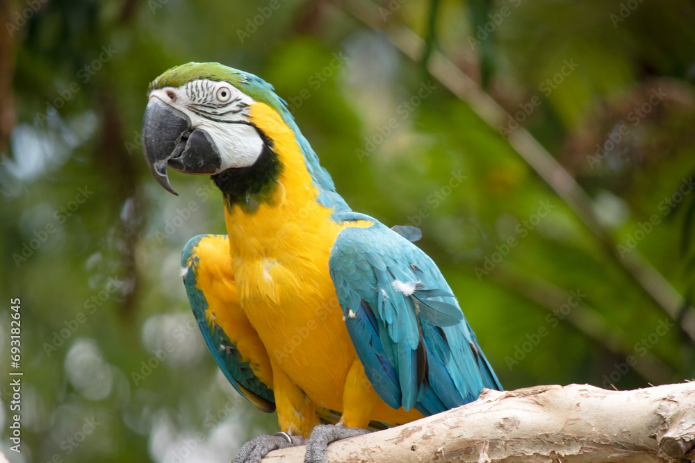 the Back and upper tail feathers of the blue and gold macaw are brilliant blue; the underside of the tail is olive yellow. Forehead feathers are green the Back and upper tail feathers of the blue and gold macaw are brilliant blue; the underside of the tail is olive yellow. Forehead feathers are green