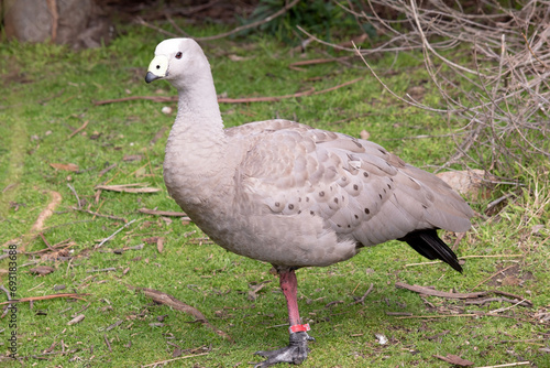 The Cape Barren Goose is a very large, pale grey goose with a relatively small head. It has rows of large dark spots in lines across the shoulders and wings.