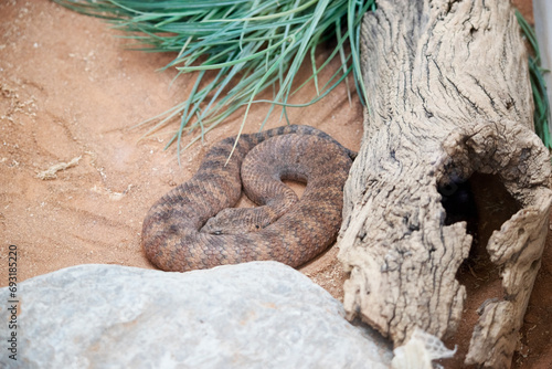 the common death adder has a broad flattened, triangular head and a thick body with bands of red, brown and black with a grey, cream or pink belly. photo