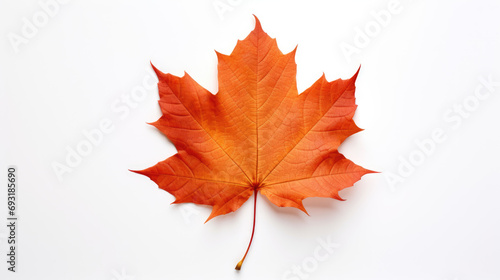 An autumn leaf on white background