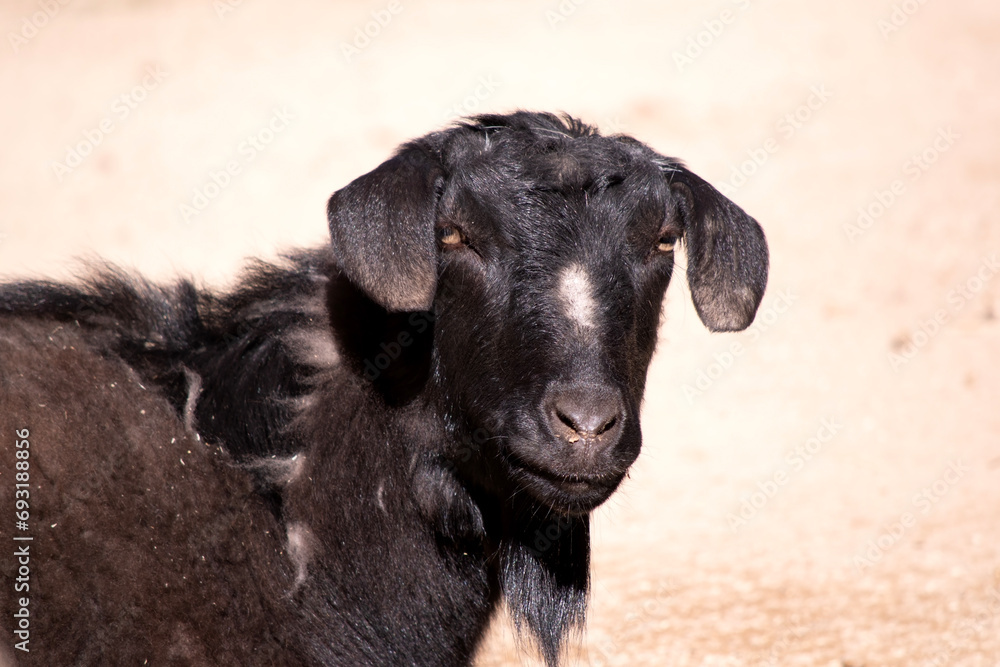 goats are herbivores, which means that they eat plants like grass and grain. goats are herbivores, which means that they eat plants like grass and grain.
