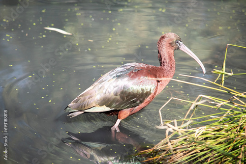 The glossy ibis neck is reddish-brown and the body is a bronze-brown with a metallic iridescent sheen on the wings.