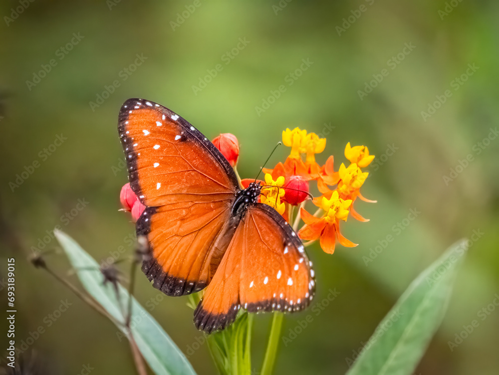 Obraz premium A single Queen butterfly on red and yellow Tropical Milkweed