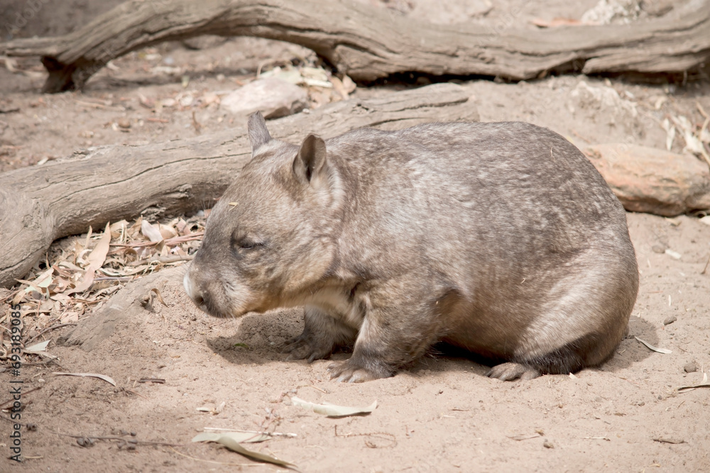 The hairy-nosed wombats have softer fur, longer and more pointed ears and a broader muzzle fringed with fine whiskers then common wombats. The hairy-nosed wombats have softer fur, longer and more pointed ears and a broader muzzle fringed with fine whiskers then common wombats.