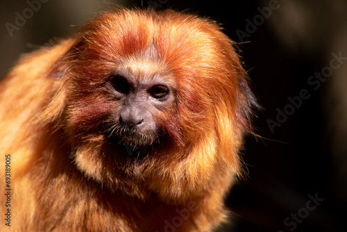 the golden lion tamarin South America primates with a magnificent reddish-gold coat and a long, backswept mane. photo