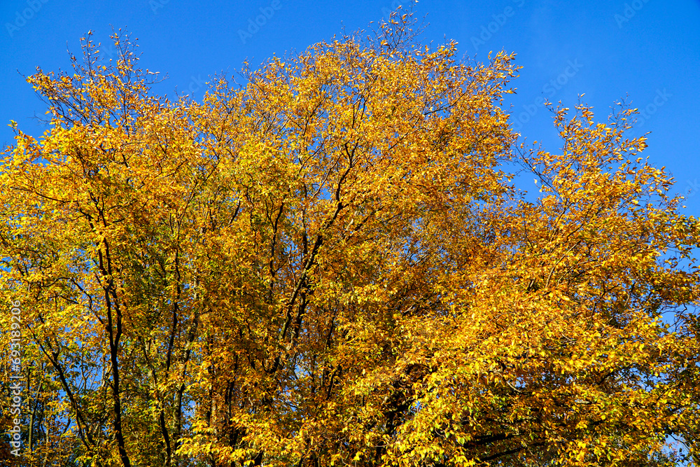 Detail of colorful autumn tree with beautiful orange and yellow leaves
