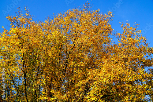 Detail of colorful autumn tree with beautiful orange and yellow leaves