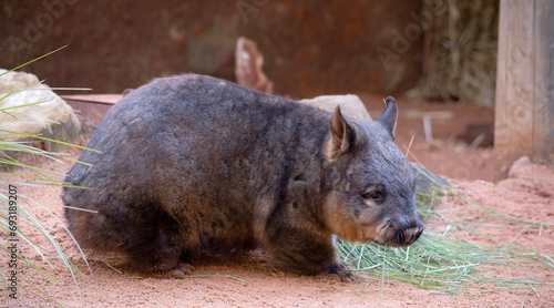 The hairy-nosed wombats have softer fur, longer and more pointed ears and a broader muzzle fringed with fine whiskers then common wombats.