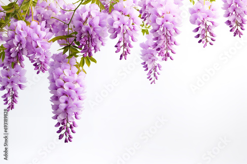 Fresh Wisteria isolated on white studio background