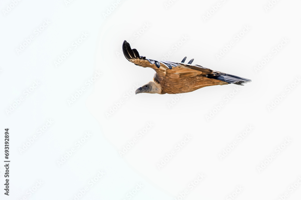 Obraz premium Griffon Vulture or Gyps fulvus in flight.