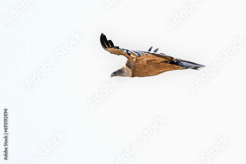 Griffon Vulture or Gyps fulvus in flight. © Agustin
