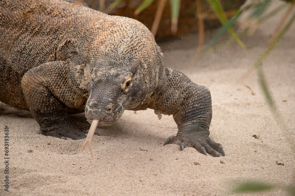 Komodo dragons are large lizards with long tails, strong and agile necks, and sturdy limbs.  Adults are an almost-uniform stone color with distinct, large scales