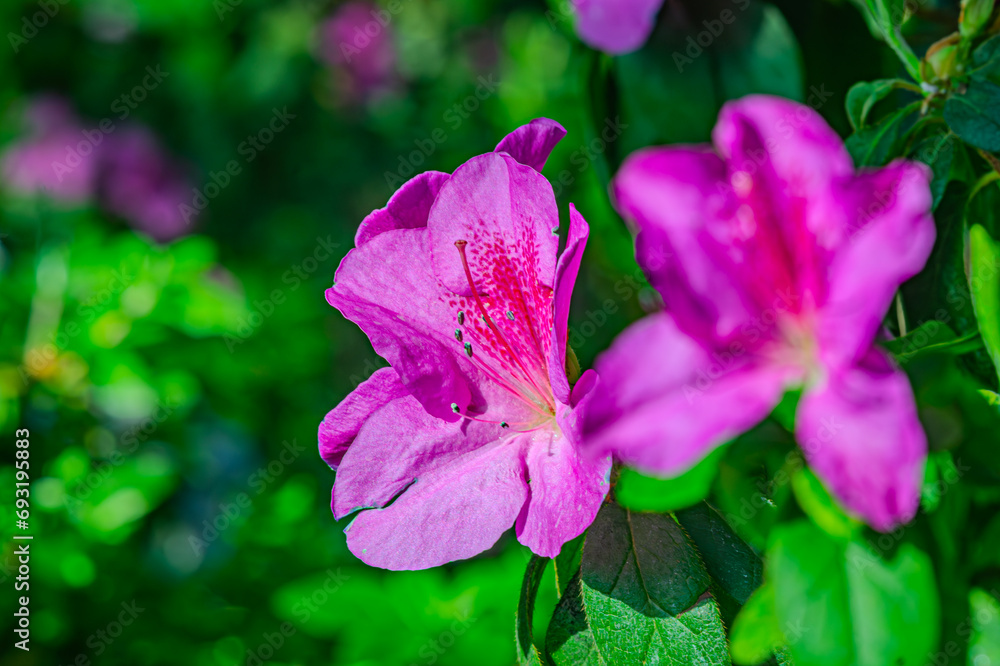 Rhododendron indicum is an azalea Rhododendron species native to Japan ...