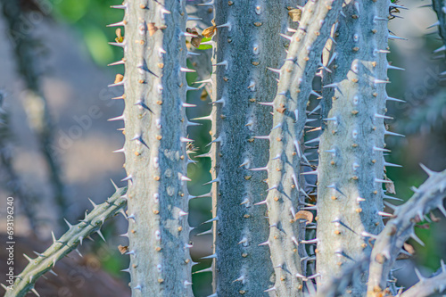 Alluaudia procera succulent shoot in the Cactus Garden, Lanzarote, Canary Islands, Spain. Alluaudia procera cactus -deciduous succulent plant from Madagascar photo