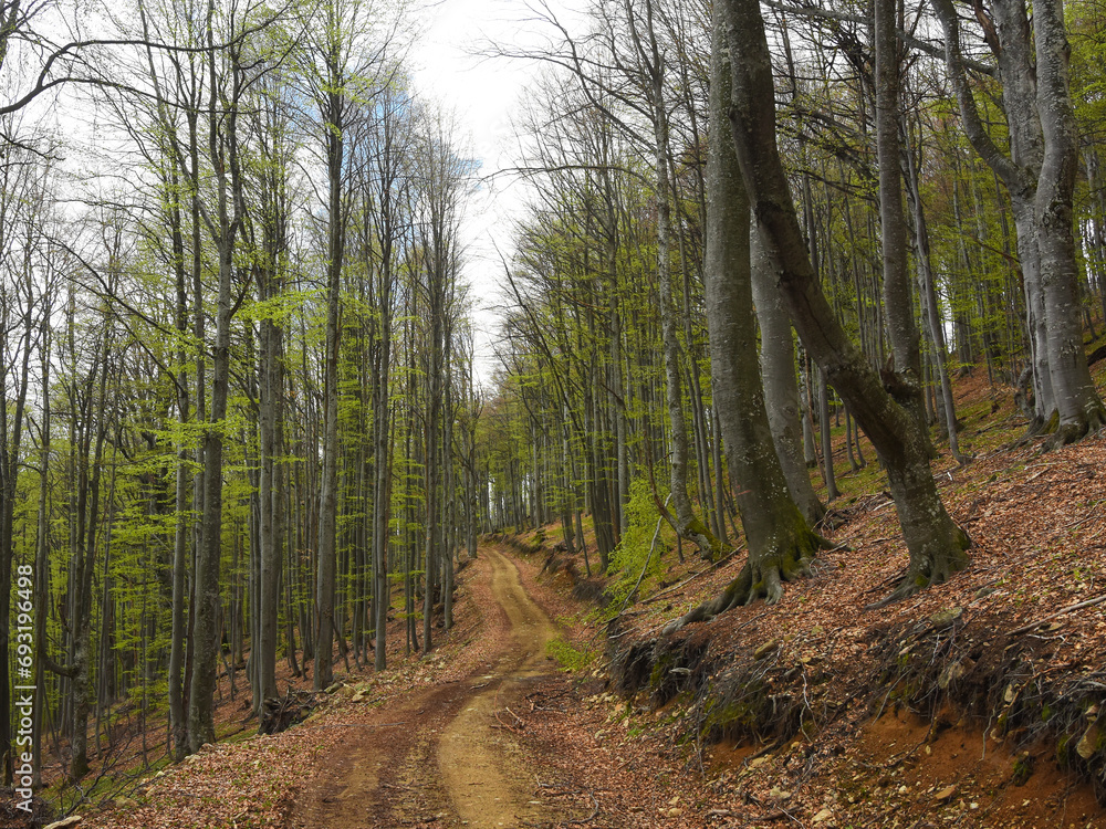 A road passing through a dense beech forest in a sunny spring day on a mountain ridge. The trees and their leaves are blooming with bright green color. Luxuriant vegetation in Carpathia, Romania. A road passing through a dense beech forest in a sunny spring day on a mountain ridge. The trees and their leaves are blooming with bright green color. Luxuriant vegetation in Carpathia, Romania.