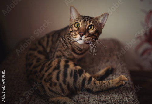 Cute tabby cat, pet animal. Adorable Bengal kitten Lying and Looking Curious in Camera on isolated home Background, Front view. Cat of Bengal breed in a home setting lies on the couch. 