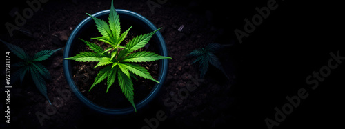 Kleine Cannabis-Pflanze im Topf, Anbau aus der Vogelperspektive