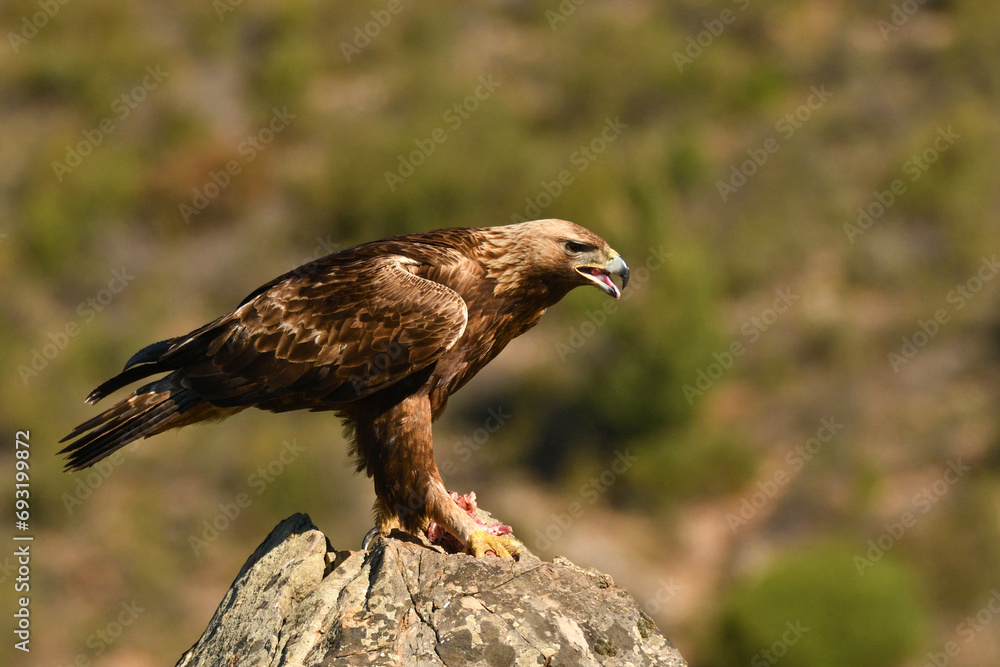 Fototapeta premium Steinadler