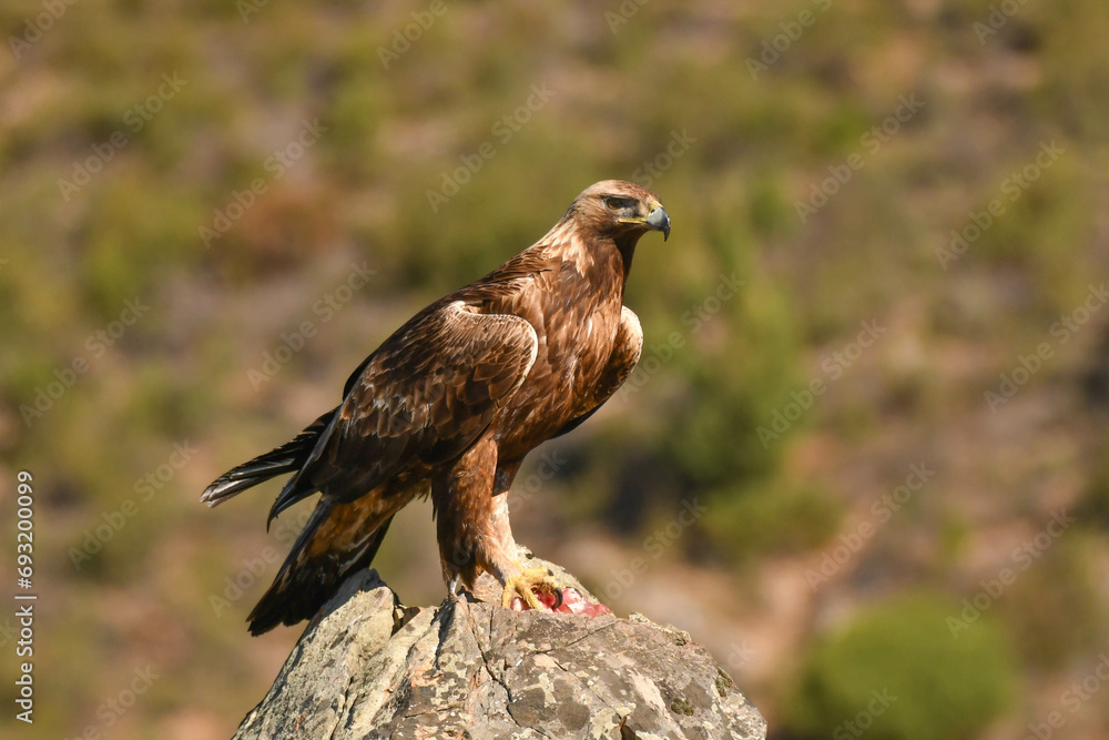 Steinadler Steinadler