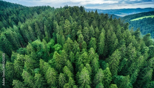 dense green forest drone top view aerial view