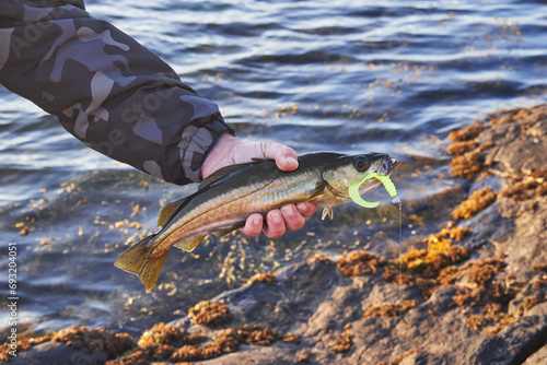Baby cod fish pollock or pollack in fisherman hand catched on soft lure will be carefully released back to the sea. Atlantic pollock is popular source of food in some countries, such as Norway and UK.