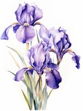 An Elegant Watercolor Painting of Irises on a White Background AI Generated