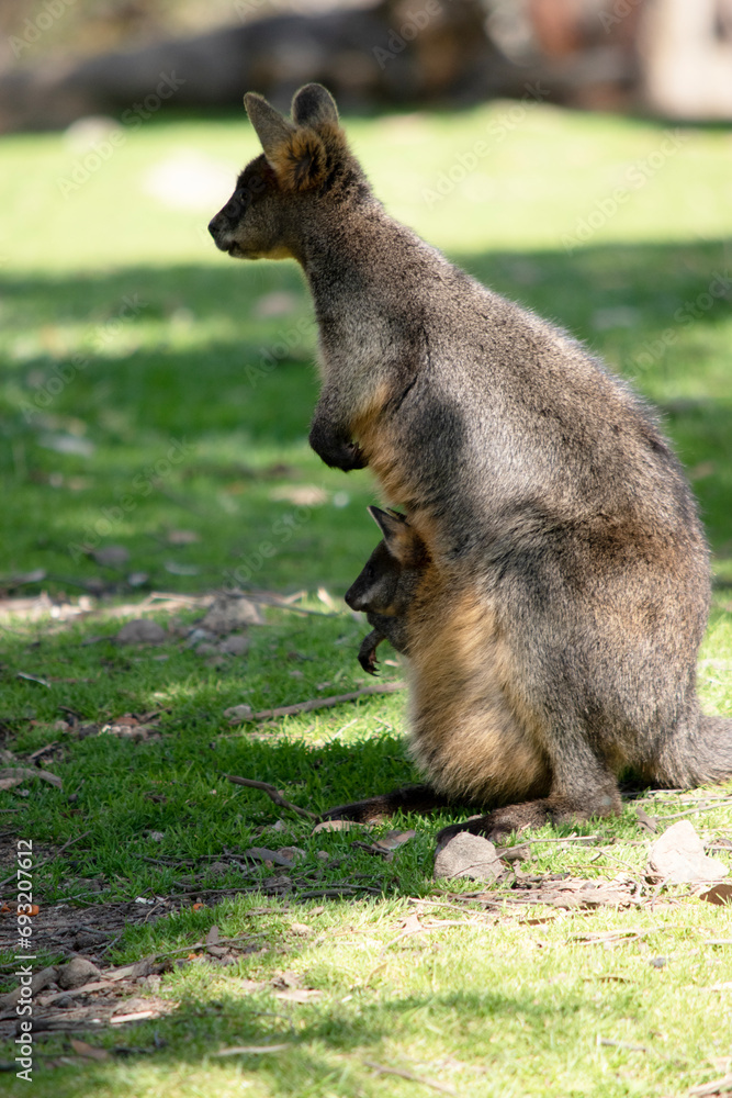 Naklejka premium The swamp wallaby has dark brown fur, often with lighter rusty patches on the belly, chest and base of the ears.