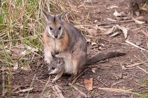 the tammar wallaby has a joey in her pouch