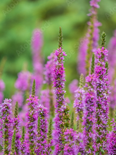 Summer Flowering Purple Loosestrife  Lythrum tomentosum on a green blured background.