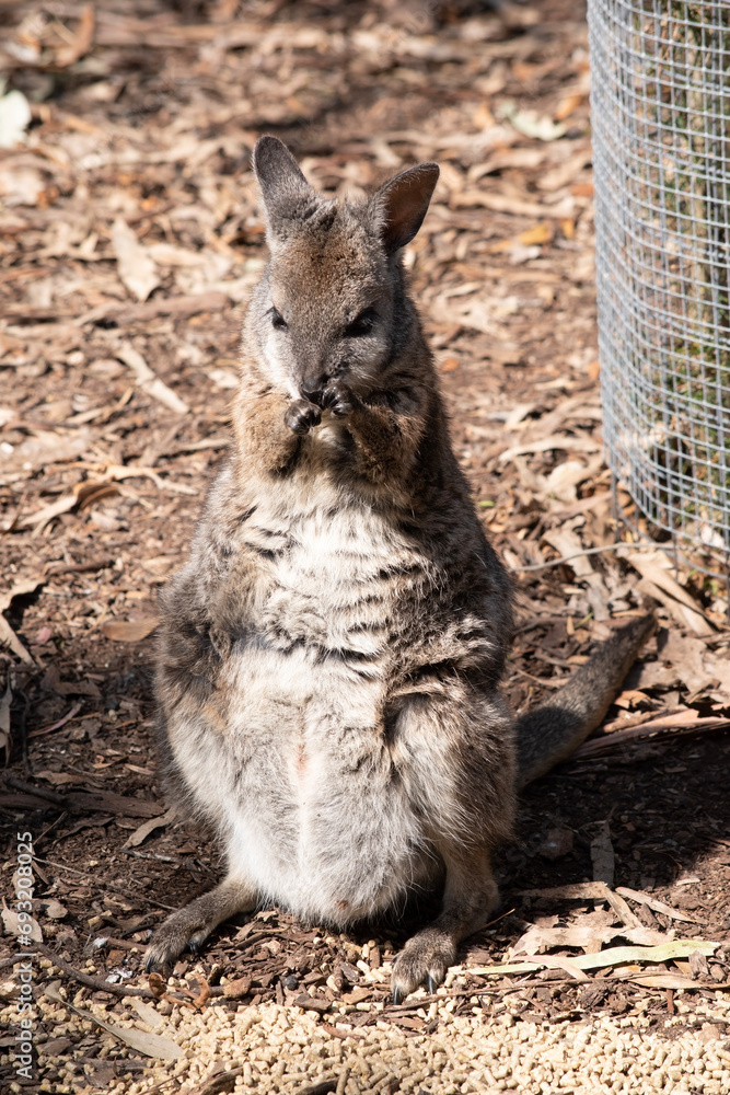 the tammar wallaby has dark greyish upperparts with a paler underside and rufous-coloured sides and limbs. The tammar wallaby has white stripes on its face. the tammar wallaby has dark greyish upperparts with a paler underside and rufous-coloured sides and limbs. The tammar wallaby has white stripes on its face.