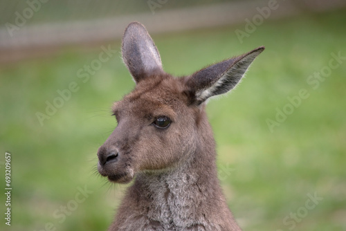 Fototapeta Naklejka Na Ścianę i Meble -  Western grey kangaroos have short hair, powerful hind legs, small forelimbs, big feet and a long tail. They have excellent hearing and keen eyesight.