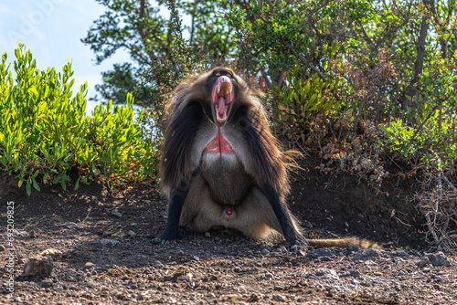 Canvas Print Close up of a male Gelada monkey (Theropithecus gelada) in Simien mountains, Eth