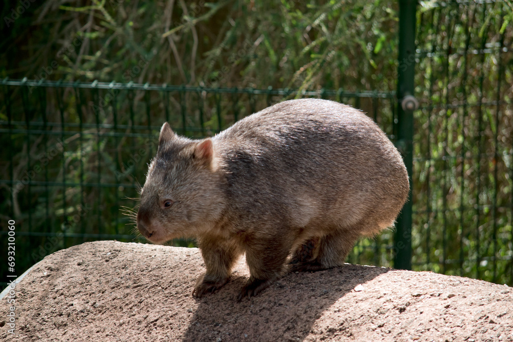 this is the side view of a common wombat this is the side view of a common wombat