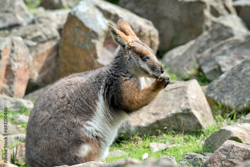 Naklejka premium the yellow footed rock wallaby has a grey body with tan arms and a white chest and a long tail