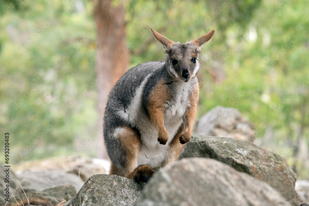 the yellow footed rock wallaby is standing on a rocky mountain the yellow footed rock wallaby is standing on a rocky mountain