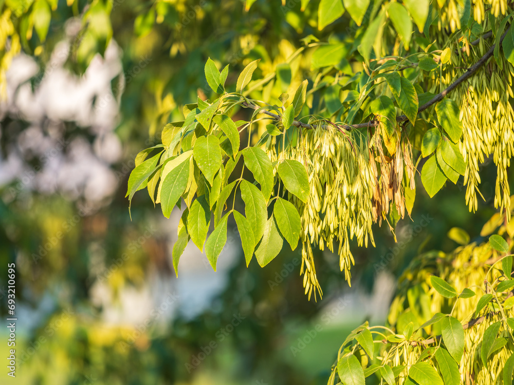 Ταπετσαρία Close up of seeds of the ash, or European ash or common ash, Fraxinus excelsior