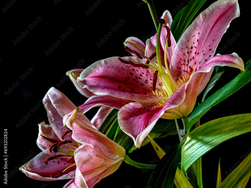 Obraz premium Stargazer lily on black background