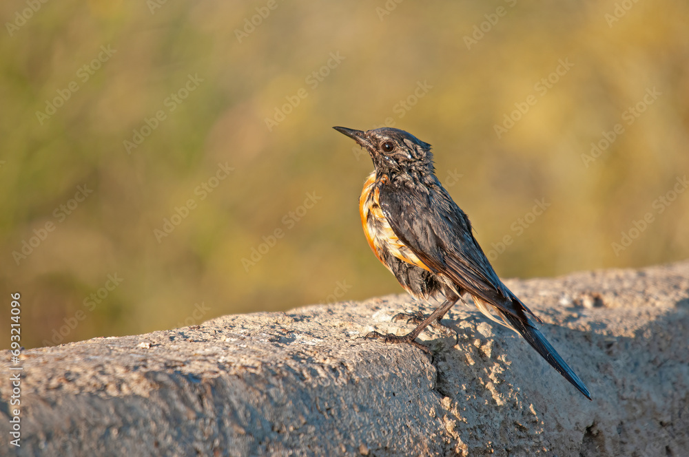 White-throated Robin (Irania gutturalis) sunbathing after a bath. Small, colourful, cute, songbird. Blurred natural background. White-throated Robin (Irania gutturalis) sunbathing after a bath. Small, colourful, cute, songbird. Blurred natural background.