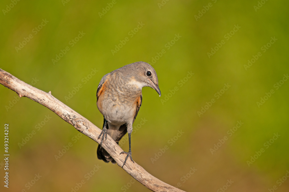 White-throated Robin (Irania gutturalis) on a branch. Small, colourful, cute, songbird. Blurred natural background. White-throated Robin (Irania gutturalis) on a branch. Small, colourful, cute, songbird. Blurred natural background.