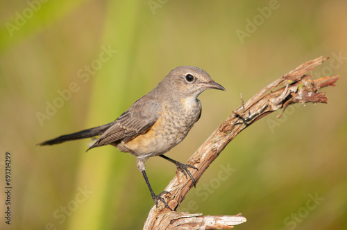 White-throated Robin (Irania gutturalis) on a branch. Small, colourful, cute, songbird. Blurred natural background.