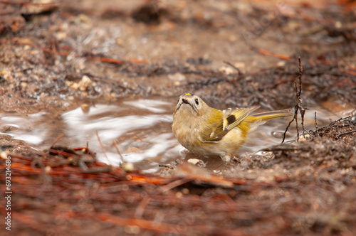 Goldcrest (Regulus regulus) bathing in a puddle.