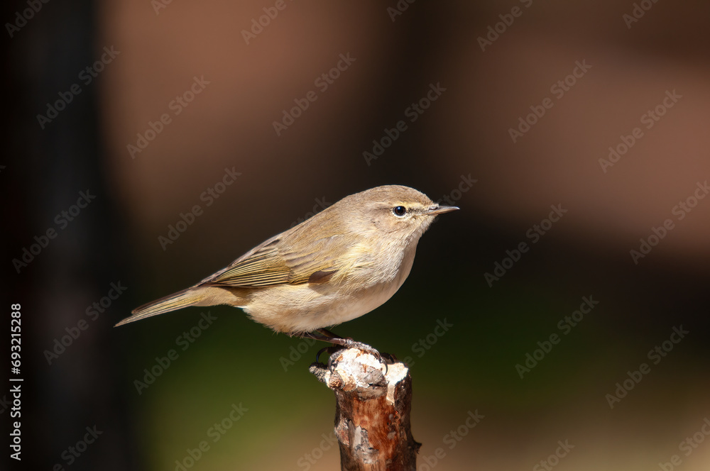 Common Chiffchaff (Phylloscopus collybita) standing on a tree branch. Small, pretty, songbird. Blurred natural background.