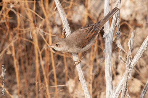 Cetti`s Warbler (Cettia cetti) foraging among dry grasses. photo