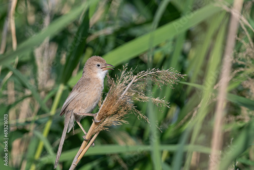 Iraq Babbler (Argya altirostris) feeding among the reeds. photo