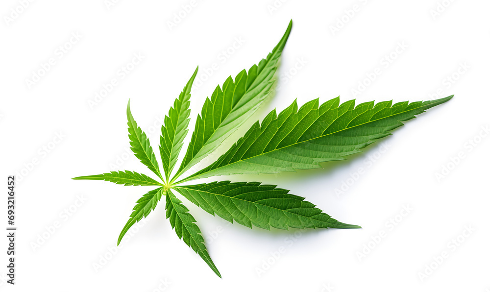A single cannabis leaf on a white background A single cannabis leaf on a white background
