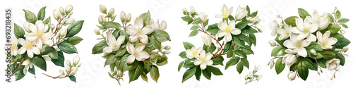 Jasmine flowers and leaves Hyperrealistic Highly Detailed Isolated On Transparent Background Png File #693218435
