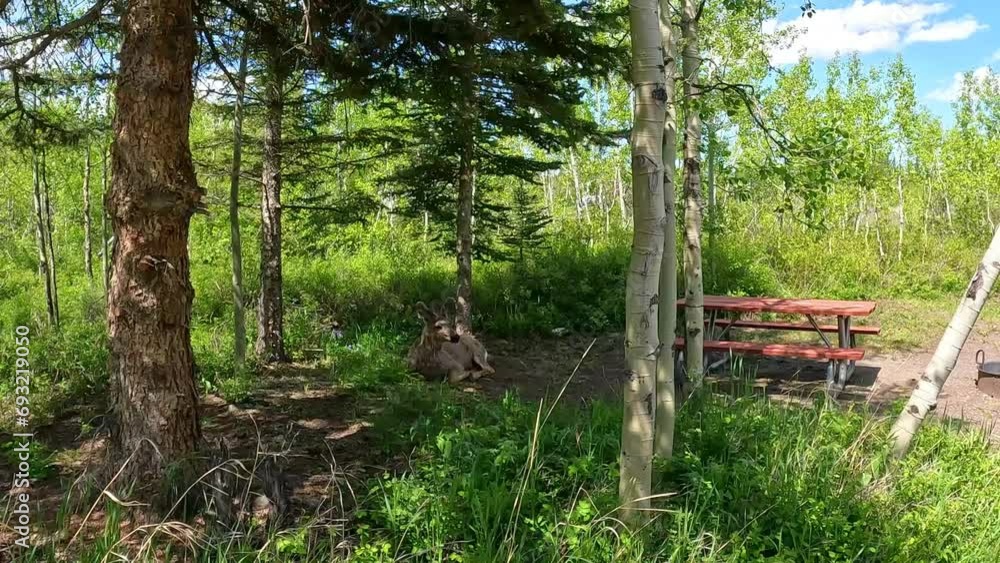 A deer laying in Alice Campground in Glacier National Park near Many Glacier, MT. A deer laying in Alice Campground in Glacier National Park near Many Glacier, MT.